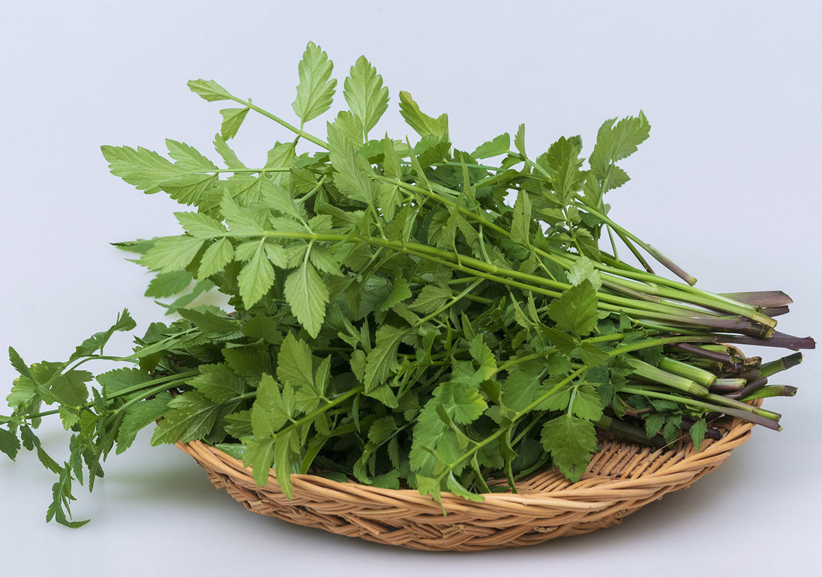 Water Celery Water Dropwort (Minari) Bare Root Plants  Japanese Parsley, ,  10+ Roots Cherry Bonsai