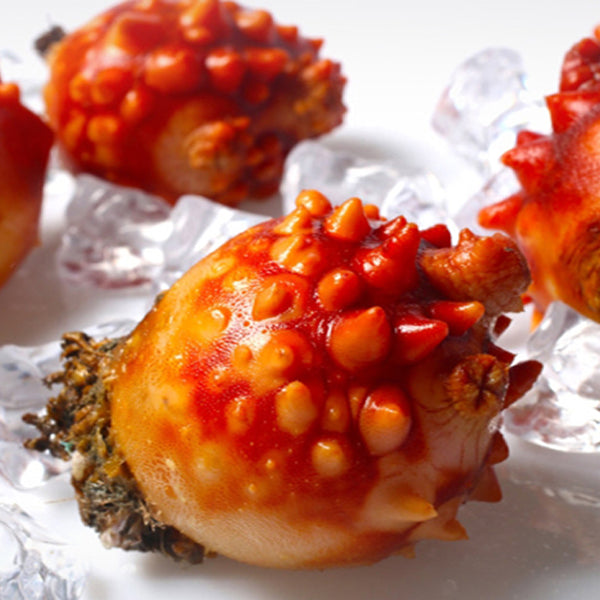 <Blue Bay_Sashimi> LIVE Sea Squirt (1kg, Pickup/Delivery ONLY On Wed/Thu)