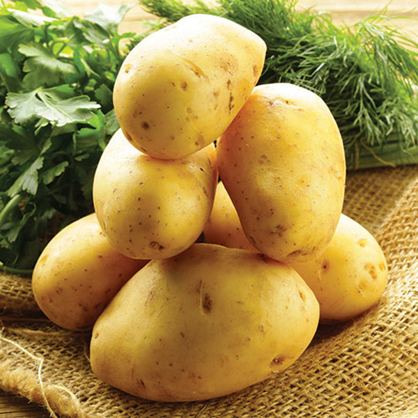 *<Sandy Farm> Yukon Potatoes (5LB/Bag)*