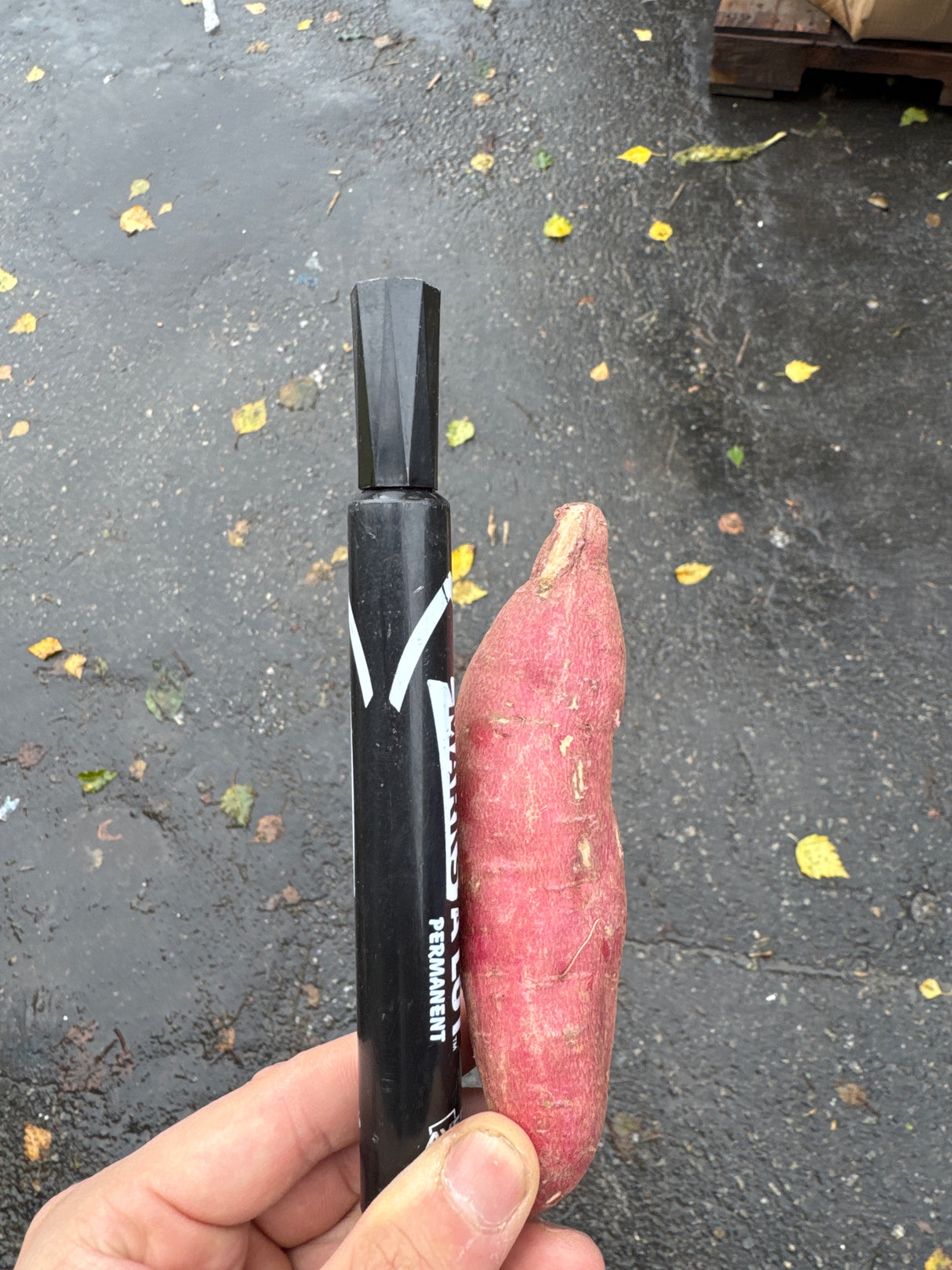 *<샌디팜> 고구마 (3LB)