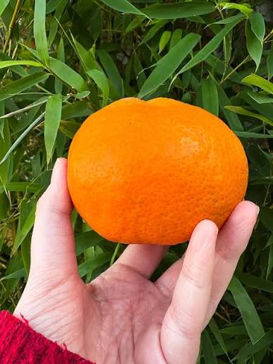 <샌디팜>jelly mandarin(약 2kg)