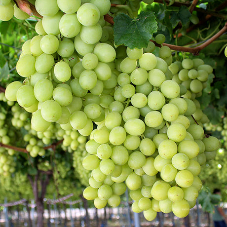 <샌디팜> Sweet Globe Green grape (약 2LB/pack)