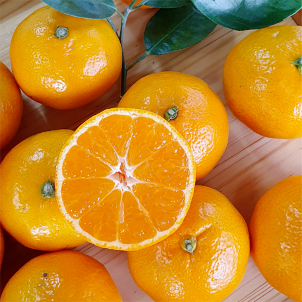 <Sandy Farm> Tangerine (Jeju Tangerine, 3LB)