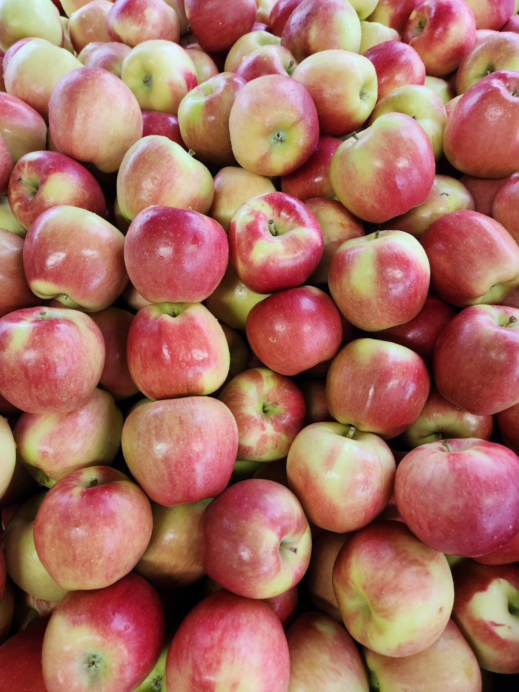 <Sandy Farm> Local Apples (Premium Ambrosia, 8EA, about 4LB)