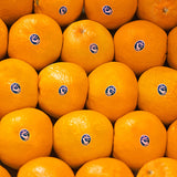 <SANDY FARM> Blue Jay Orange (S size, 10EA, about 3.5LB)