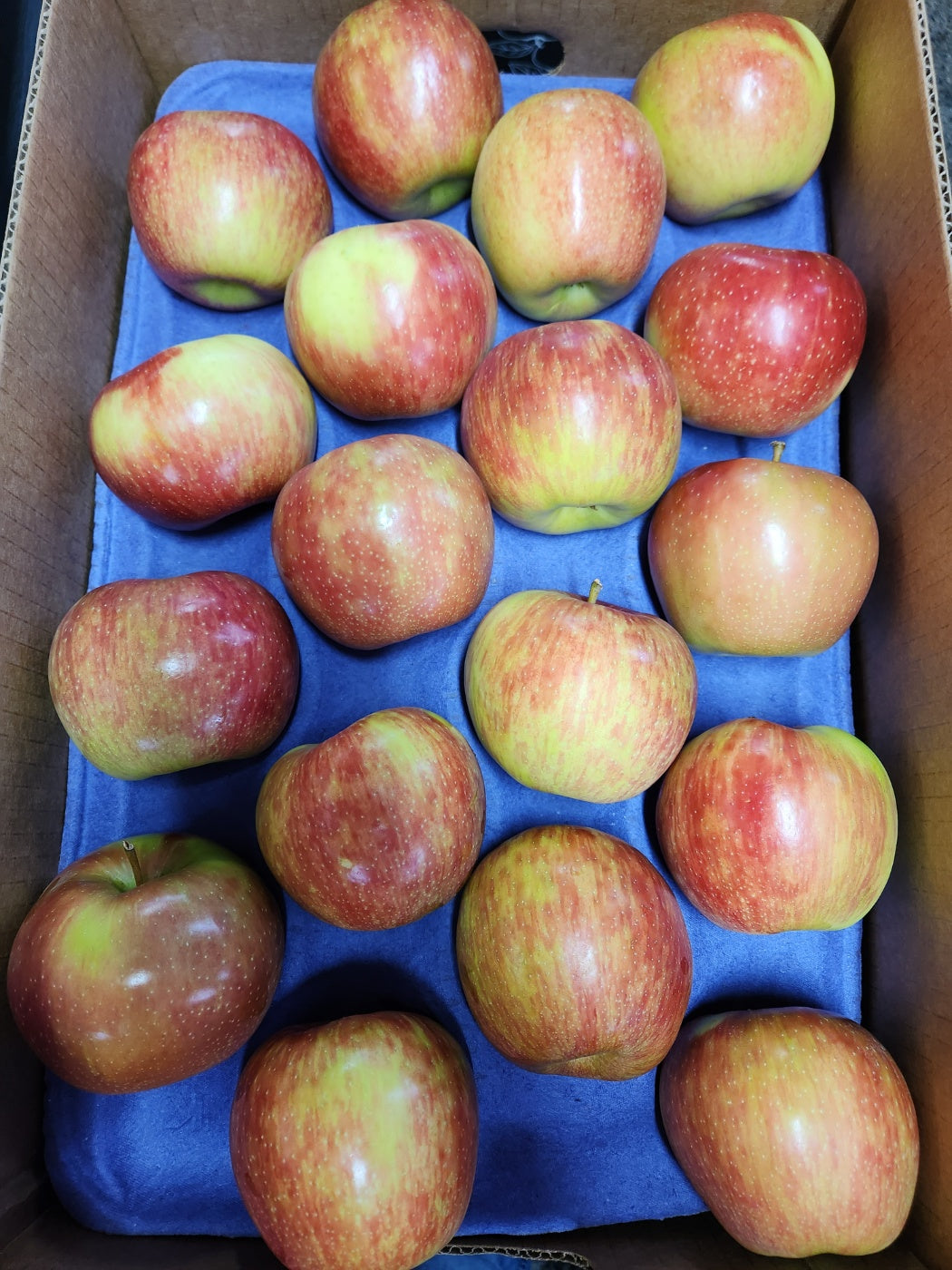 <Sandy Farm> Local Apples (Premium Honeycrispy, 6EA, approx. 3.5LB)