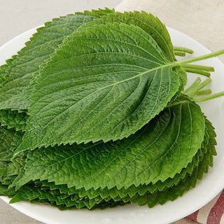 Perilla Leaves 2 Packs