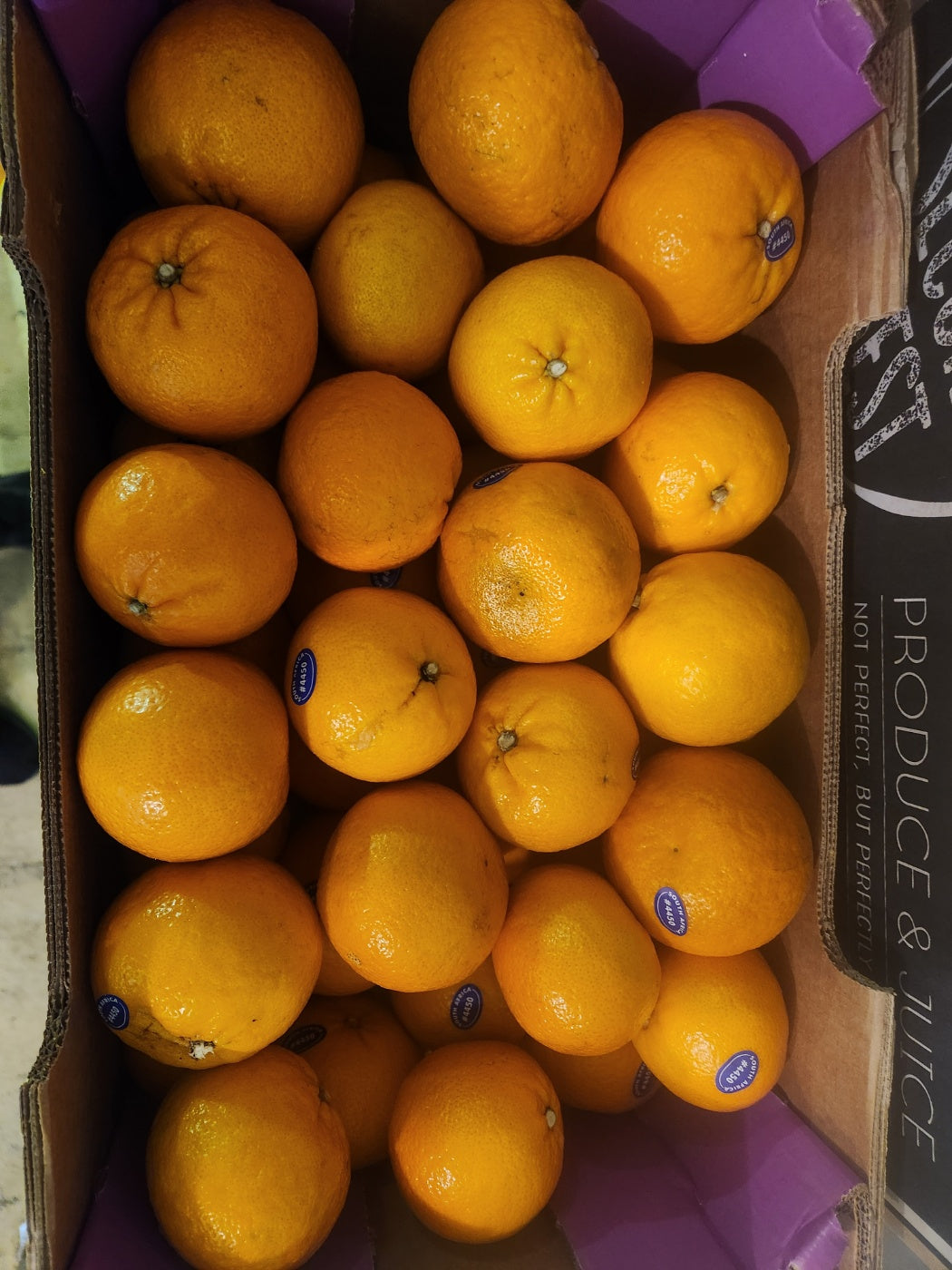 <샌디팜/강추> 씨 없는 귤 (Orri mandarin, 약 3LB)