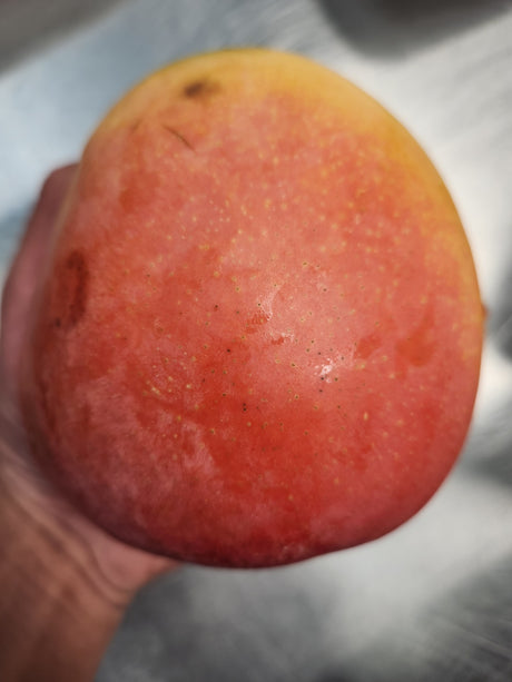 <Sandy Farm> Mango (R2E2, 1EA)