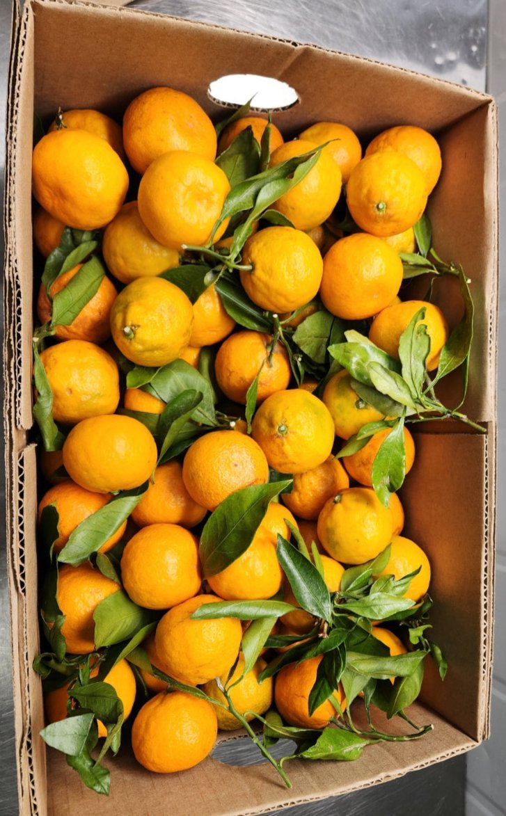 [Sandy Farm][Highly Recommended] Tangerines (stem&leaf, 3LB)