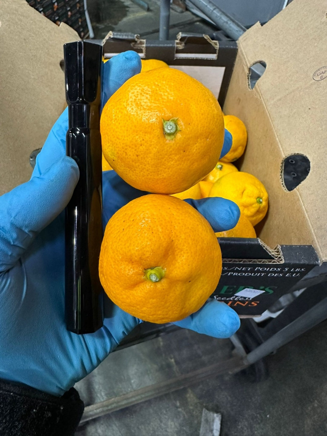 <SANDY FARM> Tangerines (Tucker mandarin, 3LB)