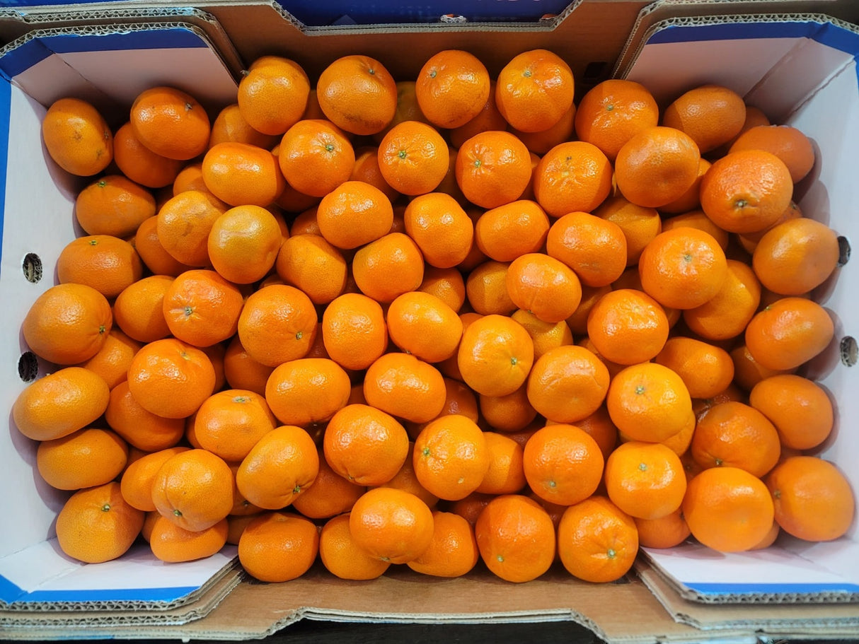 <샌디팜> 귤 (Nadorcott Mandarin, 약3LB)