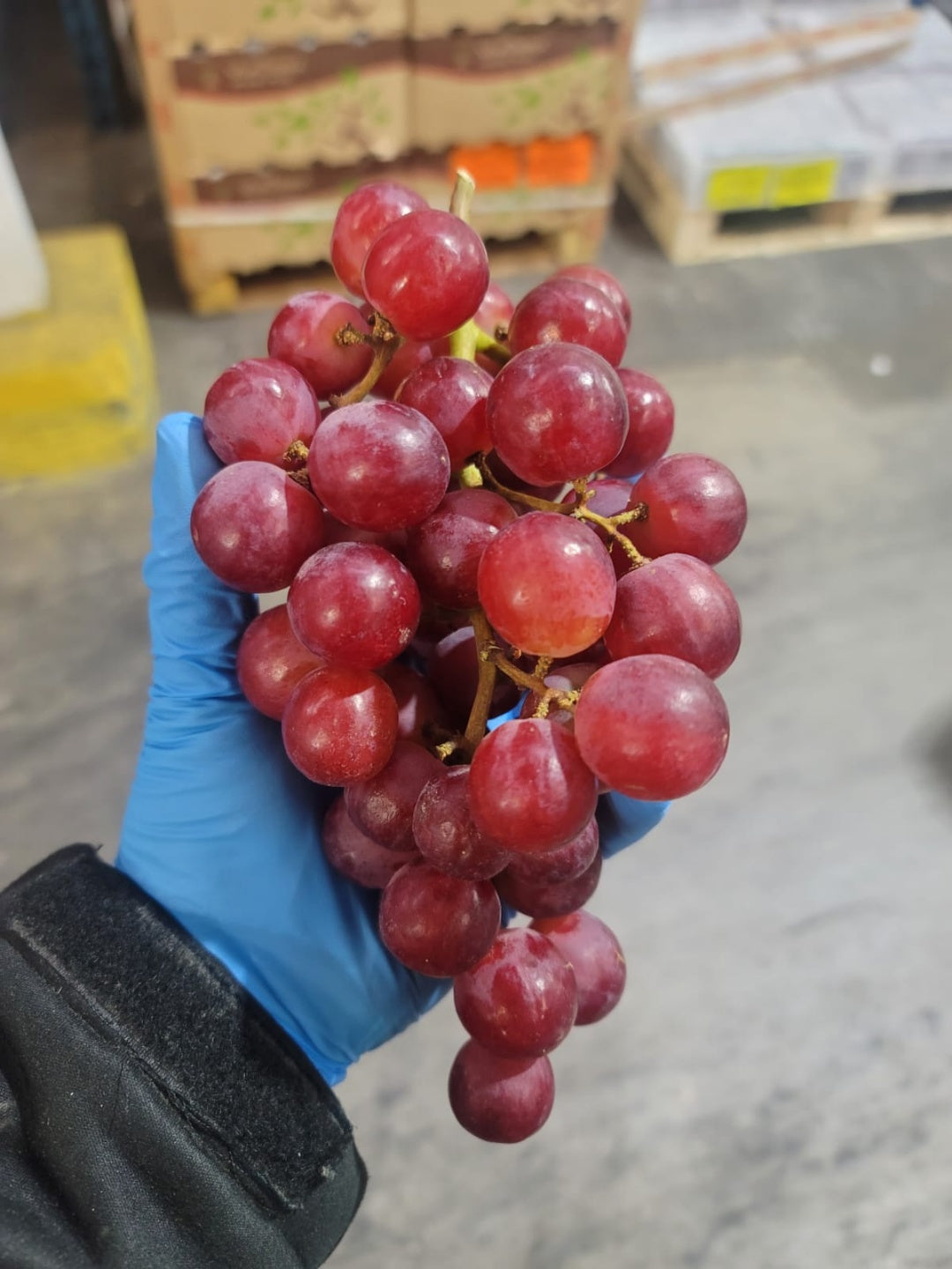 <샌디팜> 포도 (Red Grape, 약2LB)