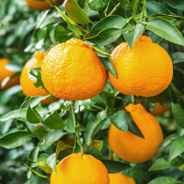 <SANDY FARM> Tangerines (Tucker mandarin, 3LB)