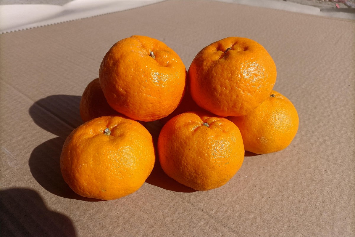 <Sandy Farm> Mandarin (Halo Mandarin, 2LB)