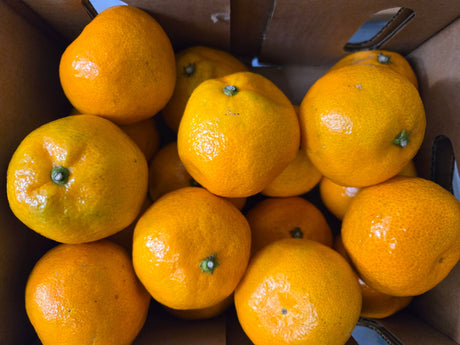 <샌디팜> Chinese mandarin (4LB)