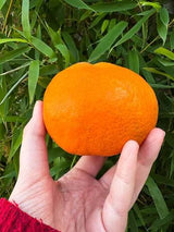 <샌디팜>jelly mandarin(약 2kg)
